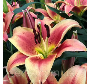 Лілія OT гібрид Montego Bay 1 цибулина 12/14 Лілія OT гібрид Montego Bay 1 цибулина 12/14