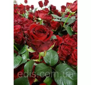 Троянда Ред Наомі (Red Naomi) чайно-гібридна Троянда Ред Наомі (Red Naomi) чайно-гібридна