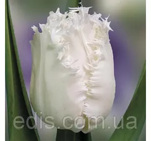 Тюльпан Honeymoon (Ханімун) оторочений 3 цибулини/уп. Тюльпан Honeymoon (Ханімун) оторочений 3 цибулини/уп.