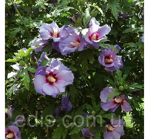 Гібіскус деревовидний Бузковий Гібіскус деревовидний Бузковий