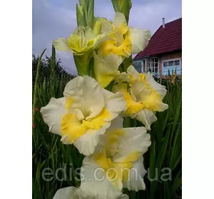Гладіолус Buggy 3 шт./уп., великоквітковий Гладіолус Buggy 3 шт./уп., великоквітковий