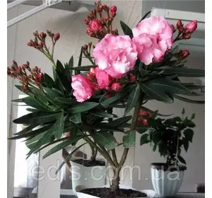 Олеандр перлинно-рожевий махровий кімнатна рослина Олеандр перлинно-рожевий махровий кімнатна рослина