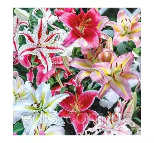 Колекція лілій орієнтальних і гібридів 25 сортів/ 25 цибулин Колекція лілій орієнтальних і гібридів 25 сортів/ 25 цибулин