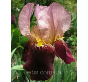 Ірис бородатий Indian Chief Ірис бородатий Indian Chief