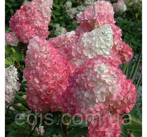 Гортензія Sundae Fraise (волотиста) в контейнері Гортензія Sundae Fraise (волотиста) в контейнері