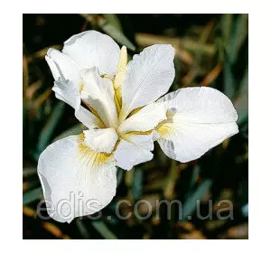 Ірис сибірський White Swirl (Вайт Свел) Ірис сибірський White Swirl (Вайт Свел)