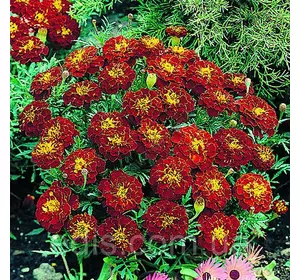 Чорнобривці низькорослі Кармен 0,5 г Насіння Яскрава Чорнобривці низькорослі Кармен 0,5 г Насіння Яскрава