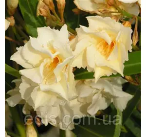 Олеандр жовтий махровий Canary (Канарі) кімнатна рослина Олеандр жовтий махровий Canary (Канарі) кімнатна рослина