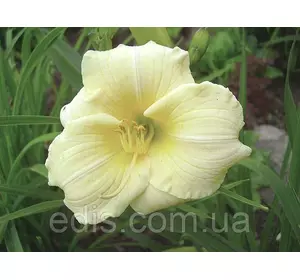 Лілейник Longfields Pearl кореневище Лілейник Longfields Pearl кореневище