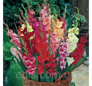 Колекція гладіолусів 30 сортів 60 цибулин, калібр 8/+ Колекція гладіолусів 30 сортів 60 цибулин, калібр 8/+