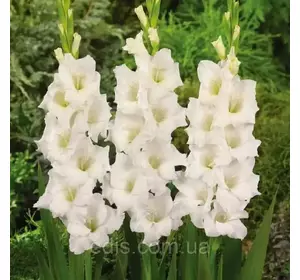 Гладіолус Snowboard (Сноубод) 3 шт/уп Гладіолус Snowboard (Сноубод) 3 шт/уп