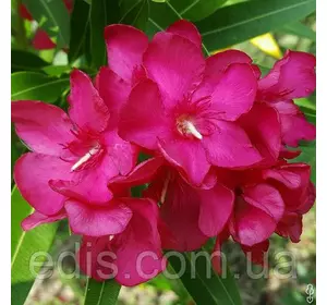 Олеандр малиновий Purple Gem (Пурпл Джем) кімнатна рослина, р9 h=25-30 Олеандр малиновий Purple Gem (Пурпл Джем) кімнатна рослина, р9 h=25-30