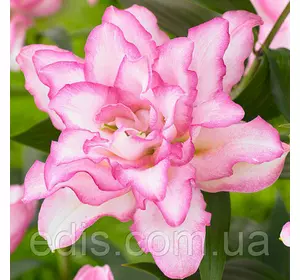 Лілія орієнтальна махрова Roselily Anouska (Роузлілі Анушка) 1 цибулина 14/16 Лілія орієнтальна махрова Roselily Anouska (Роузлілі Анушка) 1 цибулина 14/16