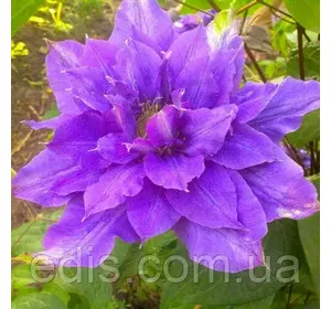 Клематис Vyvyan Pennell Клематис Vyvyan Pennell