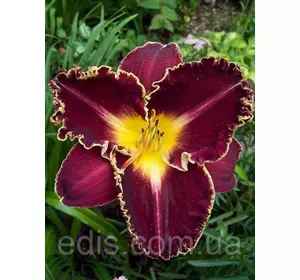 Лілейник Storm Of The Century Лілейник Storm Of The Century