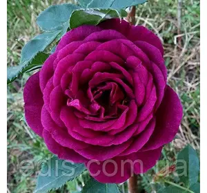 Роза Нью Ейдж (New Age) флорибунда Роза Нью Ейдж (New Age) флорибунда