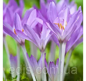 Колхікум (пізньоцвіт) Minor 1 цибулина Колхікум (пізньоцвіт) Minor 1 цибулина