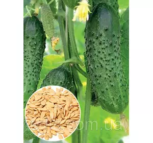 Огірок Цезар F1 50 г, вагове насіння Яскрава Огірок Цезар F1 50 г, вагове насіння Яскрава