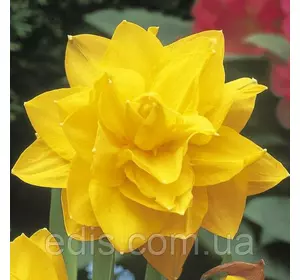 Нарцис махровий Golden Ducat (Голден Дукат) 10/12 1 шт./уп. Нарцис махровий Golden Ducat (Голден Дукат) 10/12 1 шт./уп.