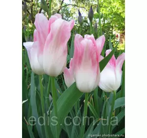 Тюльпан лілієвидний Holland Chic (Холланд Чік) 2 цибулинки Тюльпан лілієвидний Holland Chic (Холланд Чік) 2 цибулинки