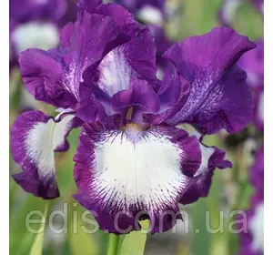 Ірис високий бородатий Cozy Calico (Козі Каліко) Ірис високий бородатий Cozy Calico (Козі Каліко)