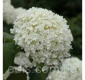 Гортензія Annabelle у контейнері Гортензія Annabelle у контейнері