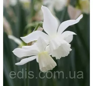 Нарцис Мініатюрний Thalia (Талія) 2 цибулини Нарцис Мініатюрний Thalia (Талія) 2 цибулини