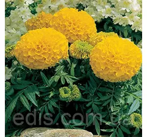 Чорнобривці низькорослі Antigua Gold F1 5 насінин в оболонці, Яскрава PREMIUM Чорнобривці низькорослі Antigua Gold F1 5 насінин в оболонці, Яскрава PREMIUM