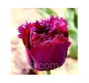 Тюльпан бахромчастий Curly Sue (Кучерявка С'ю) 3 цибулинки Тюльпан бахромчастий Curly Sue (Кучерявка С'ю) 3 цибулинки