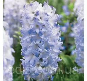 Гіацинт Blue Eyes (Блу Айс) 1 цибулина (калібр 14/15 - великий) Гіацинт Blue Eyes (Блу Айс) 1 цибулина (калібр 14/15 - великий)