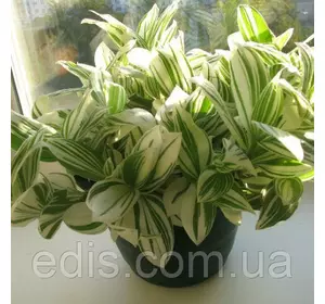 Традесканція білоквітковий білополоса variegata Р8 Традесканція білоквітковий білополоса variegata Р8