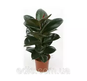 Фікус Каучуконосний Абіджан, держак верхівковий Фікус Каучуконосний Абіджан, держак верхівковий