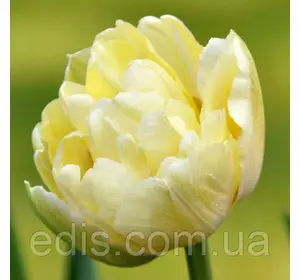 Тюльпан махровий ранній Monte Sweet (Монте Світ) 3 цибулини Тюльпан махровий ранній Monte Sweet (Монте Світ) 3 цибулини
