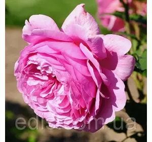 Роза Альонушка (Alyonushka) англійська флорибунда Роза Альонушка (Alyonushka) англійська флорибунда