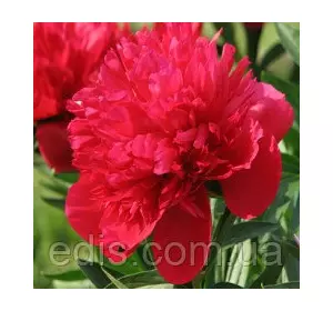 Півонія Red Supreme (Ред Супрім) кореневище Півонія Red Supreme (Ред Супрім) кореневище