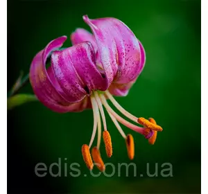 Лілія Мартагон P 323 (JW13) 1 цибулина 14/16 Лілія Мартагон P 323 (JW13) 1 цибулина 14/16