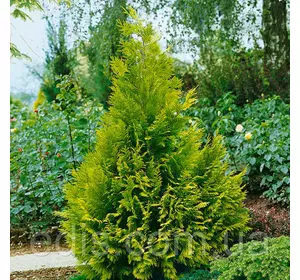 Туя західна Stolwijk (Столвік) у контейнері Туя західна Stolwijk (Столвік) у контейнері