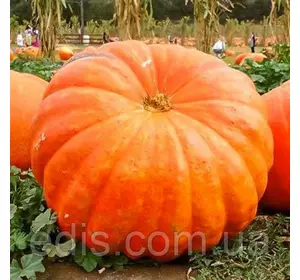 Гарбуз кормовий Титан 3 г, насіння Яскрава Гарбуз кормовий Титан 3 г, насіння Яскрава