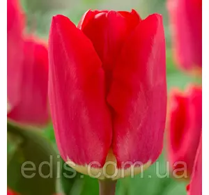Тюльпан Тріумф Fostery King (Фостері Кінг) 3 цибулини 11/12 Тюльпан Тріумф Fostery King (Фостері Кінг) 3 цибулини 11/12