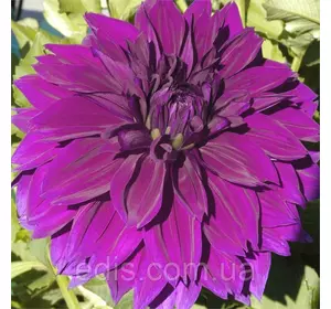 Жоржина гігантська Thomas A Edisson Жоржина гігантська Thomas A Edisson