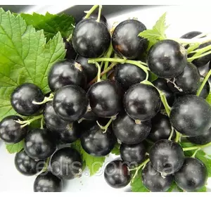 Смородина чорна Чорний Бумер штамб Смородина чорна Чорний Бумер штамб