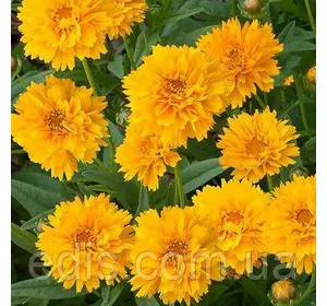 Кореопсис махровий Early Sunrise (Ерлі Санрайз) Кореопсис махровий Early Sunrise (Ерлі Санрайз)