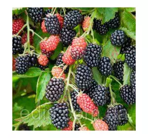 Ожина Полар ( Polar ) середньорання Ожина Полар ( Polar ) середньорання