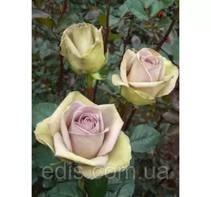 Троянда Амнезія (Amnesia) чайно-гібридна Троянда Амнезія (Amnesia) чайно-гібридна