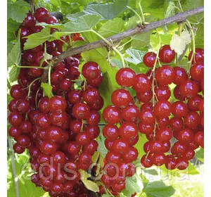 Смородина червона Троїцька (середньостигла) Смородина червона Троїцька (середньостигла)