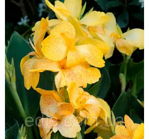 Канна низькоросла Tropical Yellow Канна низькоросла Tropical Yellow