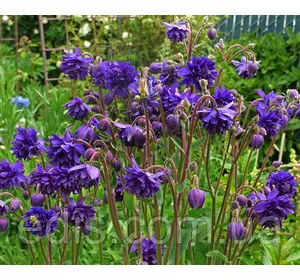 Аквілегія махрова Blue Barlow / Блю Барлоу / Аквілегія махрова Blue Barlow / Блю Барлоу /