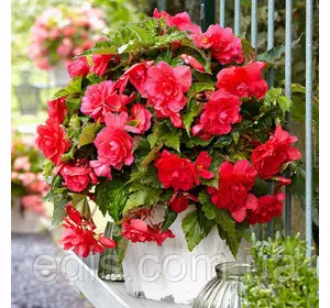 Бегонія бульбова Ампельна з гігантською квіткою Рожева, 1 бульба Бегонія бульбова Ампельна з гігантською квіткою Рожева, 1 бульба