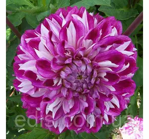 Жоржина високоросла Optical Illusion Жоржина високоросла Optical Illusion