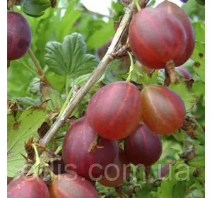 Агрус Красень (середньостиглий) Агрус Красень (середньостиглий)